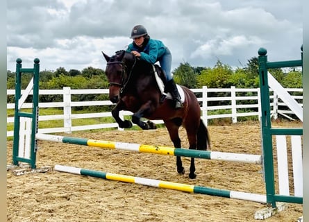 Connemara, Jument, 5 Ans, 148 cm, Bai