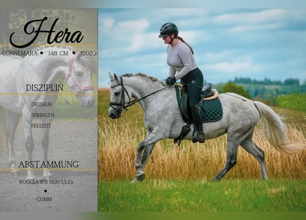 Connemara, Jument, 5 Ans, 148 cm, Gris noir