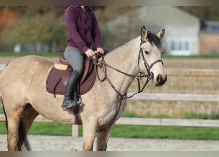 Connemara, Jument, 5 Ans, 153 cm, Isabelle