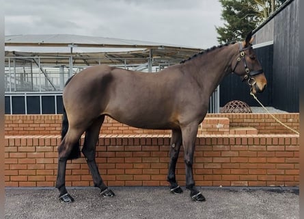 Connemara, Jument, 6 Ans, 155 cm, Bai cerise