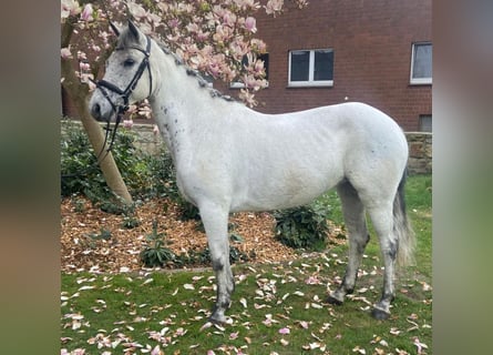 Connemara, Jument, 7 Ans, 147 cm, Gris
