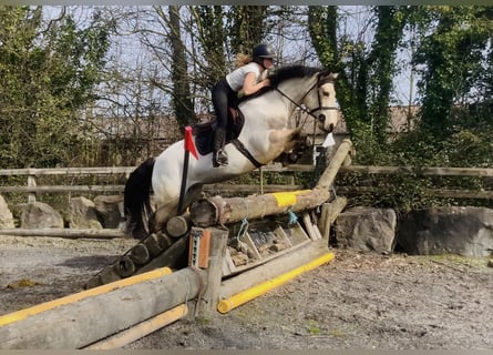 Connemara, Jument, 7 Ans, 154 cm, Isabelle