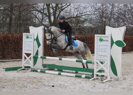 Connemara Croisé, Jument, 8 Ans, 140 cm, Gris