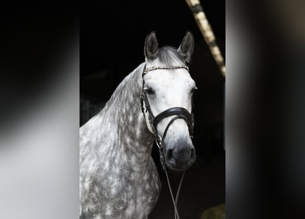 Connemara, Jument, 8 Ans, 155 cm, Gris