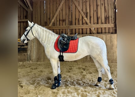 Connemara, Jument, 8 Ans, Gris pommelé