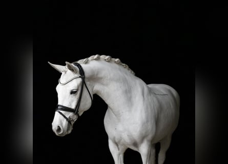 Connemara, Jument, 9 Ans, 148 cm, Gris