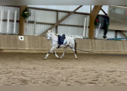 Connemara, Mare, 10 years, 14,1 hh, Grey-Dapple