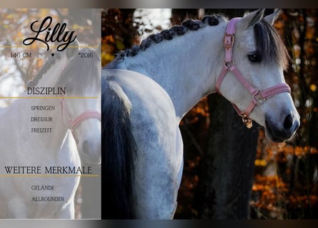 Connemara Mix, Mare, 10 years, 14,1 hh, Grey-Dark-Tan