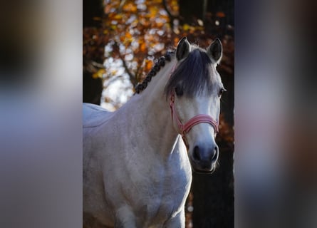 Connemara Mix, Mare, 10 years, 14,1 hh, Grey-Dark-Tan