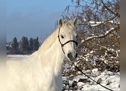 Filet Constance Horze poney au trait