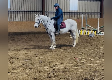 Connemara, Mare, 15 years, 14,2 hh, Grey