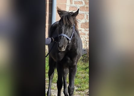 Connemara Mix, Mare, 1 year, 14,1 hh, Black Connemara Mix, Mare, 1 year, 14,1 hh, Black