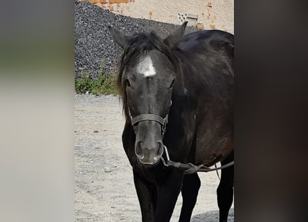 Connemara Mix, Mare, 1 year, 14,2 hh, Black Connemara Mix, Mare, 1 year, 14,2 hh, Black