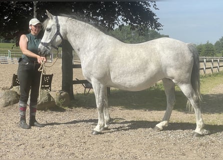 Connemara, Mare, 21 years, 14 hh, Grey-Dapple