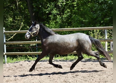 Connemara, Stute, 2 Jahre, 14,1 hh