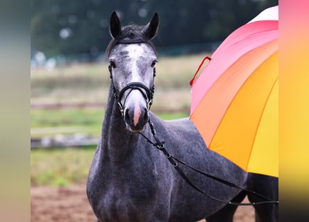 Connemara, Mare, 2 years, 14,3 hh, Grey-Blue-Tan