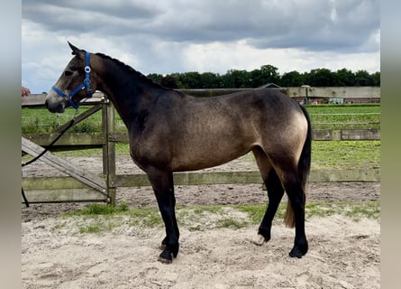 Connemara, Mare, 3 years, 14.1 hh, Buckskin Connemara, Mare, 3 years, 14.1 hh, Buckskin