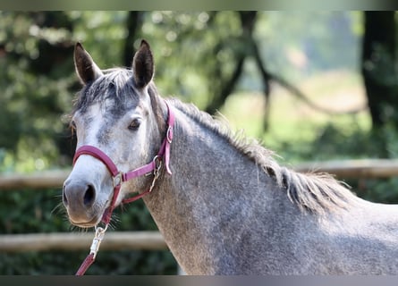 Connemara, Mare, 3 years, 14.1 hh, Grey-Dark-Tan