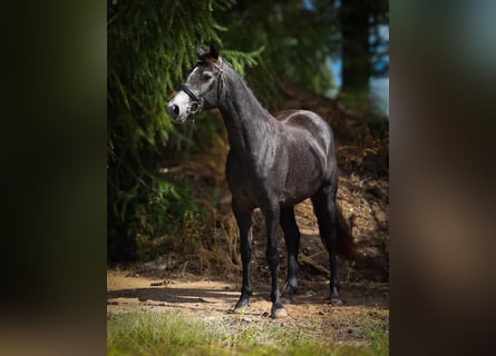Connemara, Mare, 3 years, 14.2 hh, Grey-Dark-Tan Connemara, Mare, 3 years, 14.2 hh, Grey-Dark-Tan