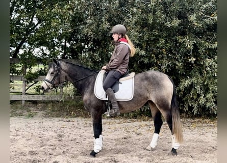 Connemara, Mare, 3 years, 14,1 hh, Buckskin