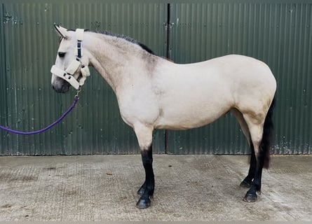 Connemara, Mare, 4 years, 14.1 hh, Dun