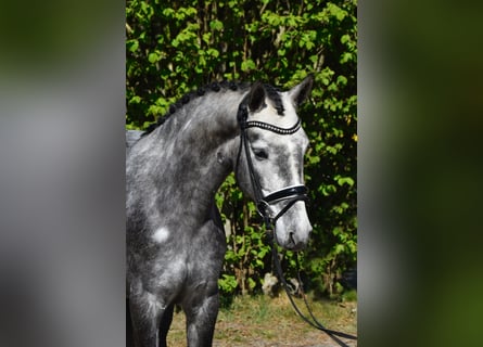 Connemara, Mare, 4 years, 14.1 hh, Gray-Dapple