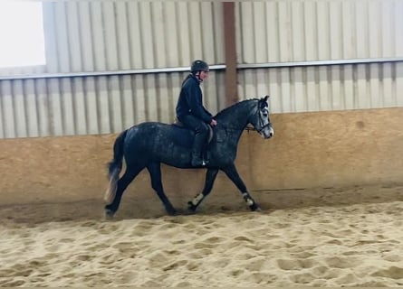 Connemara, Mare, 4 years, 14.1 hh, Gray-Dapple