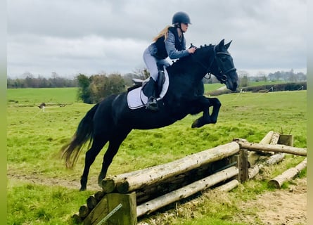 Connemara, Mare, 4 years, 14,1 hh, Gray