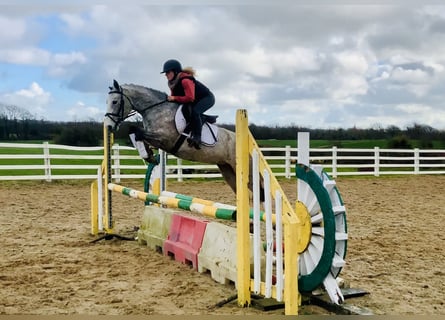 Connemara, Mare, 4 years, 14,1 hh, Gray