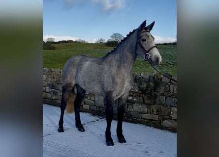 Connemara, Mare, 4 years, 14.2 hh, Grey