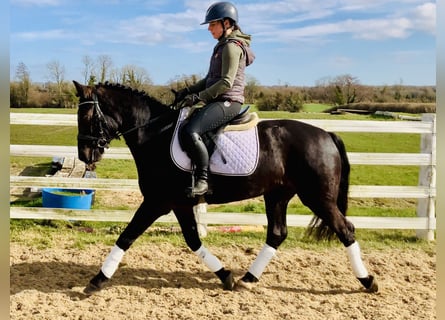 Connemara, Mare, 4 years, 14,3 hh, Black