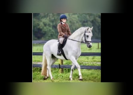 Connemara, Mare, 4 years, 14.3 hh, Grey Connemara, Mare, 4 years, 14.3 hh, Grey
