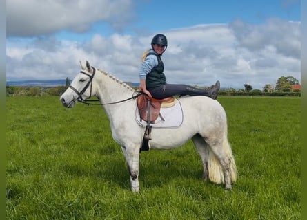 Connemara, Mare, 4 years, 14.3 hh, Grey