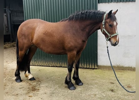 Connemara, Mare, 4 years, 14 hh, Brown