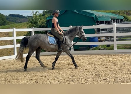 Connemara, Mare, 4 years, 14 hh, Grey-Blue-Tan