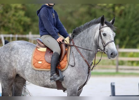 Connemara, Mare, 4 years, 15.1 hh, Grey-Blue-Tan