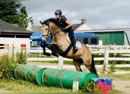 Connemara Mix, Mare, 4 years, 15.2 hh, Dun