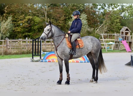Connemara, Mare, 4 years, 15,1 hh, Grey-Blue-Tan
