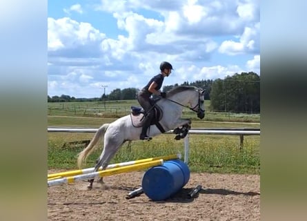 Connemara, Mare, 5 years, 13,3 hh, Gray