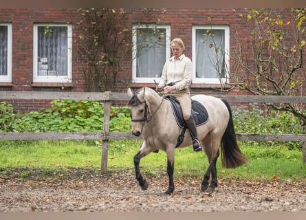 Connemara, Mare, 5 years, 14,1 hh, Dun