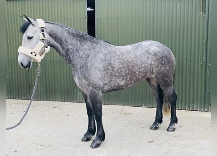 Connemara, Mare, 5 years, 14.1 hh, Gray-Dark-Tan