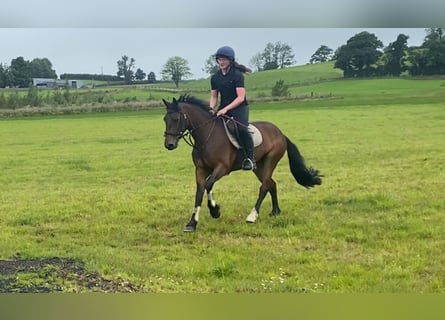 Connemara, Mare, 5 years, 14,2 hh, Bay