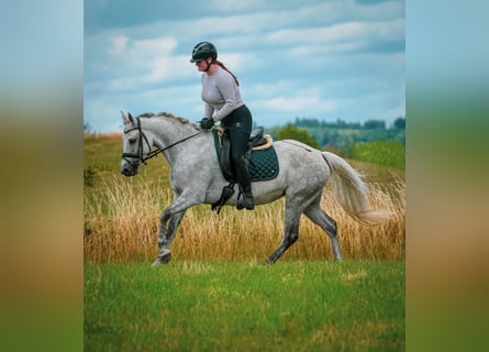 Connemara, Mare, 5 years, 14,2 hh, Gray-Dark-Tan