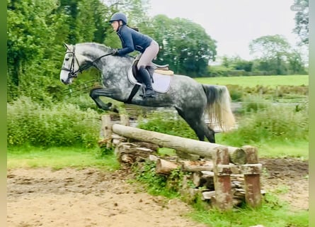 Connemara, Mare, 5 years, 14,3 hh, Gray-Dapple