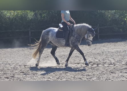 Connemara Mix, Mare, 5 years, 15 hh, Grey-Dapple