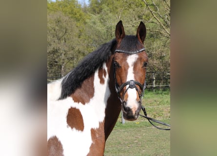 Connemara Mix, Mare, 5 years, 15 hh, Pinto