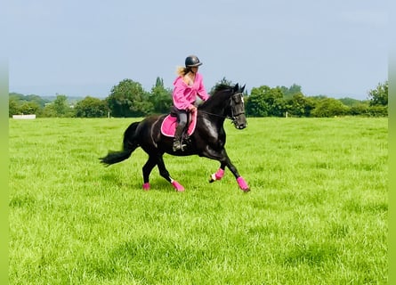 Connemara Mix, Mare, 5 years, 15,1 hh, Black