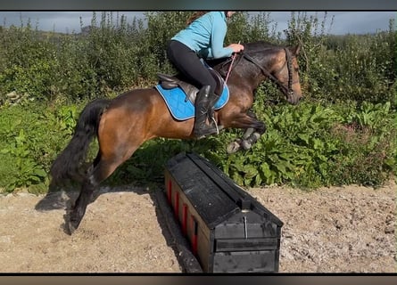 Connemara, Mare, 6 years, 14.1 hh, Dun