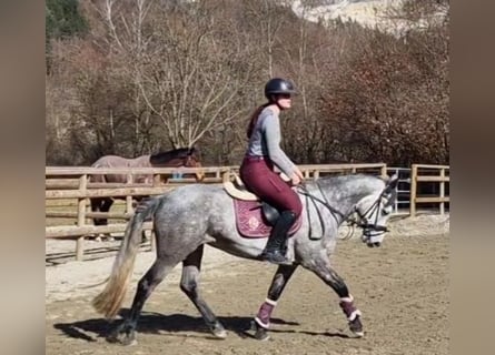 Connemara, Mare, 6 years, 14,1 hh, Gray-Blue-Tan