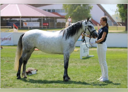 Connemara, Mare, 6 years, 14.1 hh, Grey-Dark-Tan Connemara, Mare, 6 years, 14.1 hh, Grey-Dark-Tan